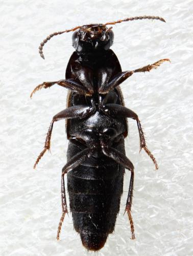 Réf. 314 907 : Quedius lateralis